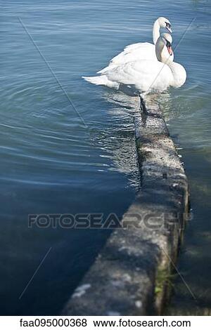 Mute swans View Large Photo Image Stock Photo - Mute swans. Fotosearch