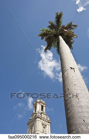 Stock Photograph - Palm tree and bell tower against blue sky, low angle view. Fotosearch