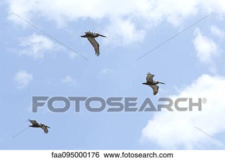 Pelicans in mid-flight View Large Photo Image Stock Photograph - Pelicans in mid-flight. Fotosearch