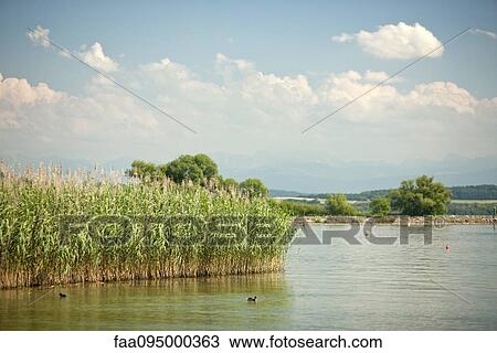 Reeds along lakeshore View Large Photo Image Stock Image - Reeds along lakeshore. Fotosearch