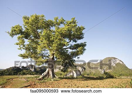 Stock Image - Rural landscape. Fotosearch