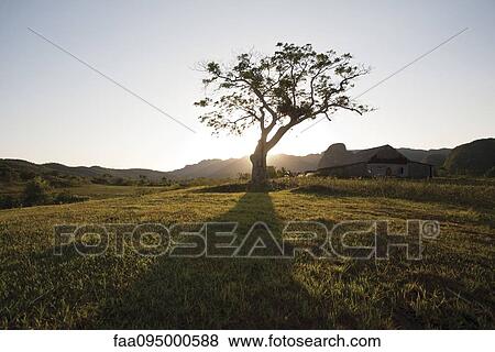 Sun setting behind tree in rural landscape View Large Photo Image Stock Photo - Sun setting behind tree in rural landscape. Fotosearch