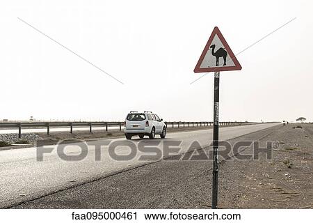 Stock Image - SUV moving past road sign alerting drivers to presence of camels. Fotosearch