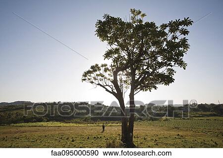 Stock Image - Tree in rural pasture. Fotosearch