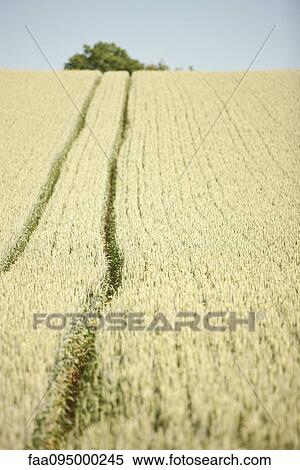 Vehicle tracks cutting through field View Large Photo Image Stock Photography - Vehicle tracks cutting through field. Fotosearch