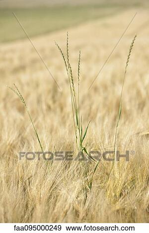 Wheat field View Large Photo Image Stock Photo - Wheat field. Fotosearch