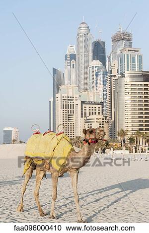 Camel on beach, Dubai, United Arab Emirates View Large Photo Image Stock Image - Camel on beach, Dubai, United Arab Emirates. Fotosearch
