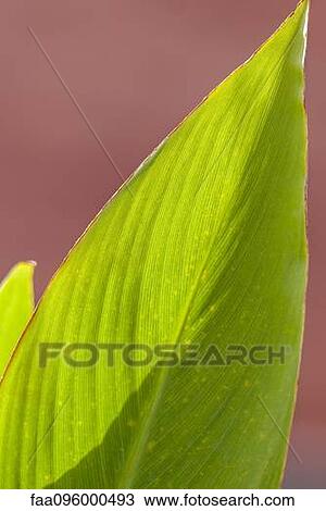 Close-up of leaf View Large Photo Image Stock Image - Close-up of leaf. Fotosearch