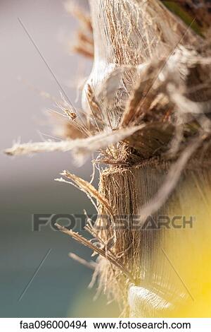 Picture - Close-up of spintered bark. Fotosearch