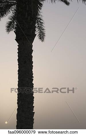 Stock Photo - Palm tree in silhouette. Fotosearch