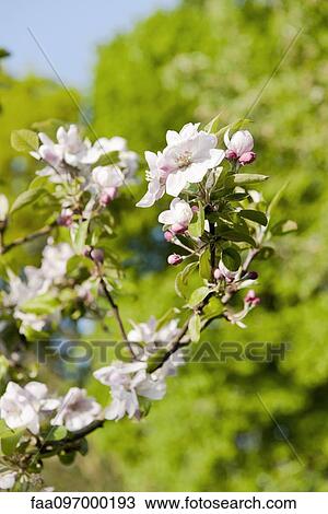 Cherry blossoms View Large Photo Image Stock Image - Cherry blossoms. Fotosearch