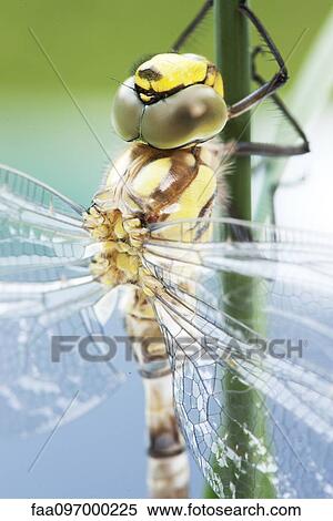 Stock Photography - Close-up of dragonfly. Fotosearch