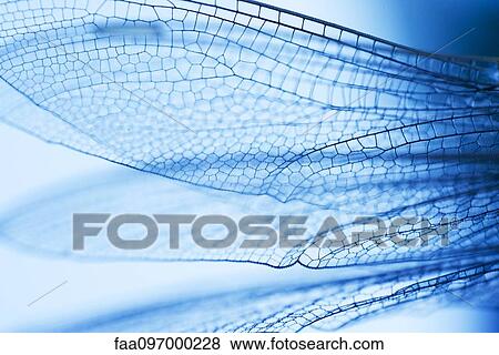 Close-up of dragonfly wings View Large Photo Image Stock Photo - Close-up of dragonfly wings. Fotosearch