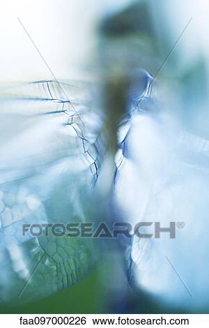 Close-up of dragonfly wings View Large Photo Image Stock Photograph - Close-up of dragonfly wings. Fotosearch