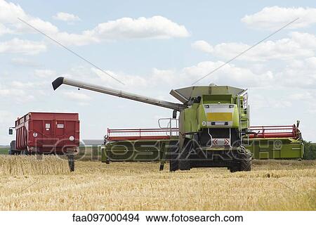 Picture - Combine harvesting wheat on farm. Fotosearch
