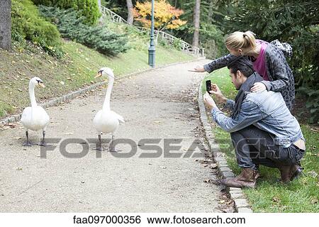 Couple in park photographing pair of mute swans walking along path View Large Photo Image Stock Photograph - Couple in park photographing pair of mute swans walking along path. Fotosearch