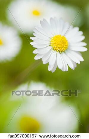 Daisies, close-up View Large Photo Image Stock Photo - Daisies, close-up. Fotosearch