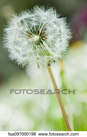 Dandelion seedhead View Large Photo Image Stock Photo - Dandelion seedhead. Fotosearch