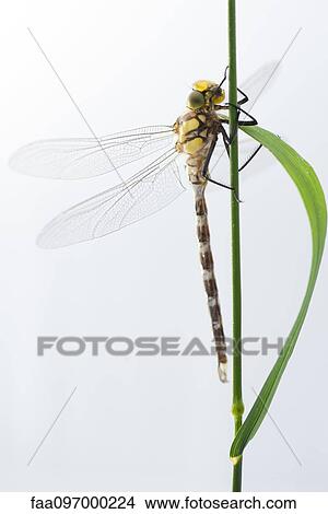 Picture - Dragonfly. Fotosearch