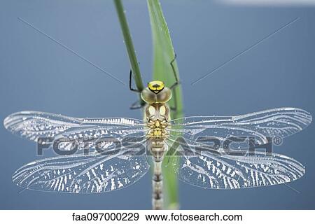 Stock Photo - Dragonfly. Fotosearch
