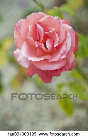 Pink rose View Large Photo Image Stock Photo - Pink rose. Fotosearch
