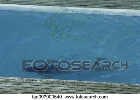 Stock Image - Woman swimming under water. Fotosearch