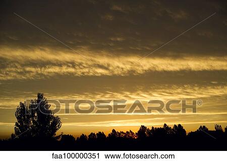 Trees silhouetted against setting sun View Large Photo Image Stock Image - Trees silhouetted against setting sun. Fotosearch