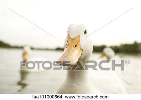 Close-up of domestic duck View Large Photo Image Picture - Close-up of domestic duck. Fotosearch