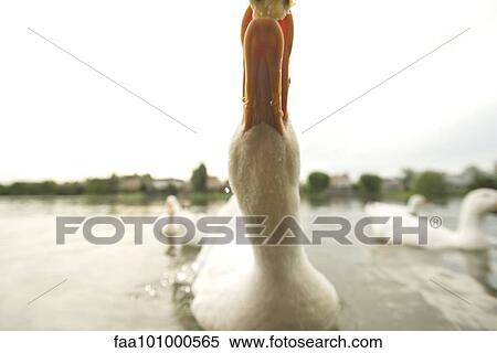 "Close-up of domestic duck taking food, cropped" View Large Photo Image Stock Photography - "Close-up of domestic duck taking food, cropped". Fotosearch