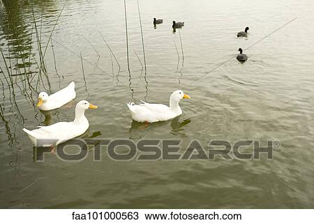 Ducks swimming on pond View Large Photo Image Stock Image - Ducks swimming on pond. Fotosearch
