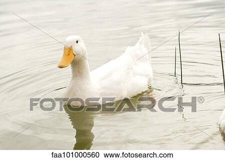 White duck swimming in pond View Large Photo Image Stock Image - White duck swimming in pond. Fotosearch