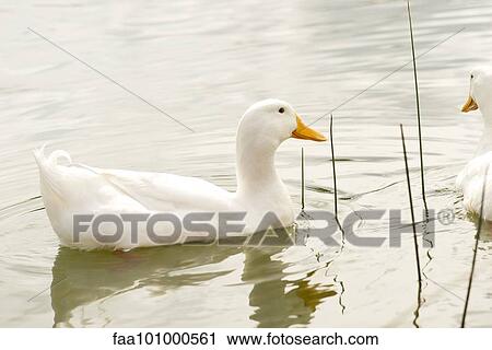 White ducks on pond View Large Photo Image Stock Image - White ducks on pond. Fotosearch