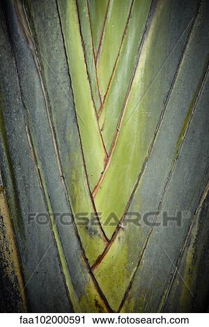 Close-up of tropical plant View Large Photo Image Stock Image - Close-up of tropical plant. Fotosearch