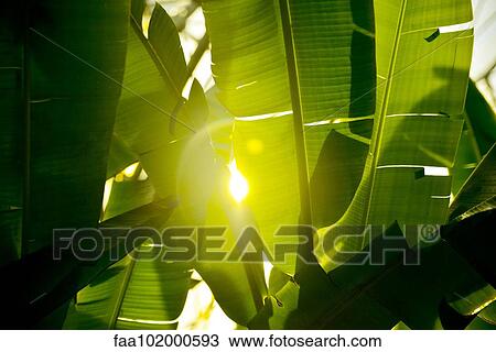 Sunlight shining through palm leaves View Large Photo Image Stock Image - Sunlight shining through palm leaves. Fotosearch