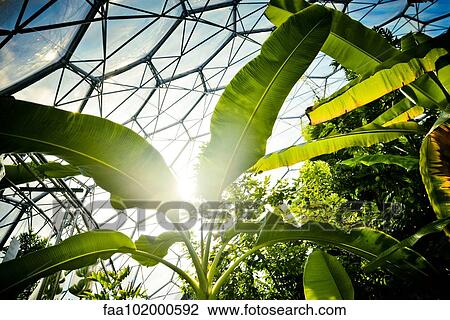 Tropical plants growing in biodome View Large Photo Image Stock Image - Tropical plants growing in biodome. Fotosearch