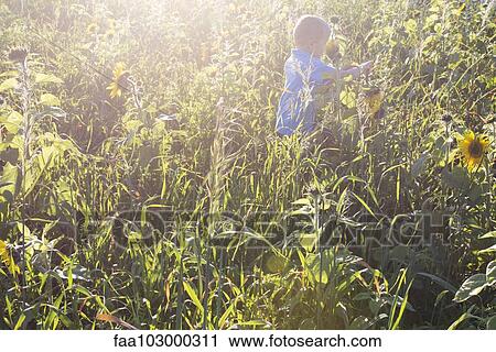 Boy exploring field of sunflowers View Large Photo Image Stock Image - Boy exploring field of sunflowers. Fotosearch