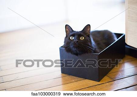 Stock Photo - Cat lying in box. Fotosearch