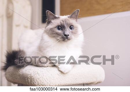 Picture - "Ragdoll cat lying down, portrait". Fotosearch