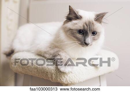 Ragdoll cat lying down View Large Photo Image Stock Image - Ragdoll cat lying down. Fotosearch