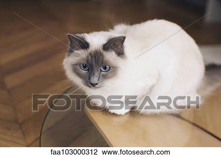 Ragdoll cat sitting on coffee table View Large Photo Image Stock Image - Ragdoll cat sitting on coffee table. Fotosearch