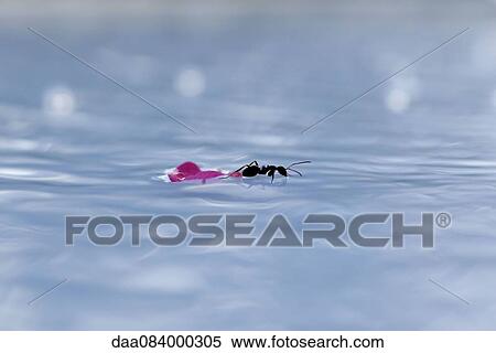 Stock Photography - Ant and flower petal on surface of water. Fotosearch
