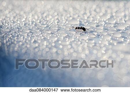 Stock Photo - Ant drinking dew. Fotosearch