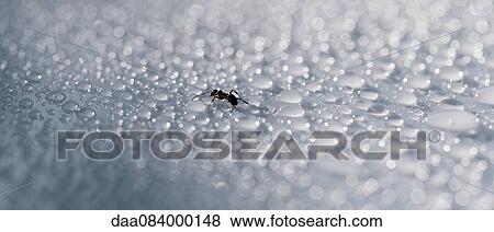 Ant drinking dew View Large Photo Image Stock Photo - Ant drinking dew. Fotosearch
