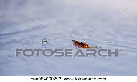 Ant drinking water from leaf floating on surface of water View Large Photo Image Stock Photo - Ant drinking water from leaf floating on surface of water. Fotosearch
