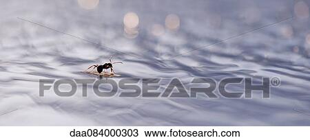 Ant floating on surface of water View Large Photo Image Stock Image - Ant floating on surface of water. Fotosearch