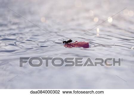 Stock Image - Ant on flower petal floating on water. Fotosearch