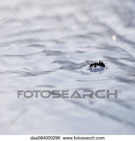 Ant on surface of water, drinking View Large Photo Image Stock Photograph - Ant on surface of water, drinking. Fotosearch
