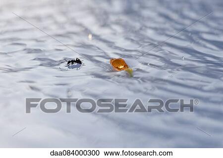 Ant on surface of water View Large Photo Image Stock Image - Ant on surface of water. Fotosearch