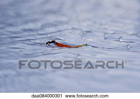 Ant using flower petal to float on water View Large Photo Image Stock Image - Ant using flower petal to float on water. Fotosearch