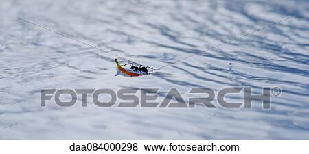 Ant using flower petal to float on water View Large Photo Image Stock Photo - Ant using flower petal to float on water. Fotosearch